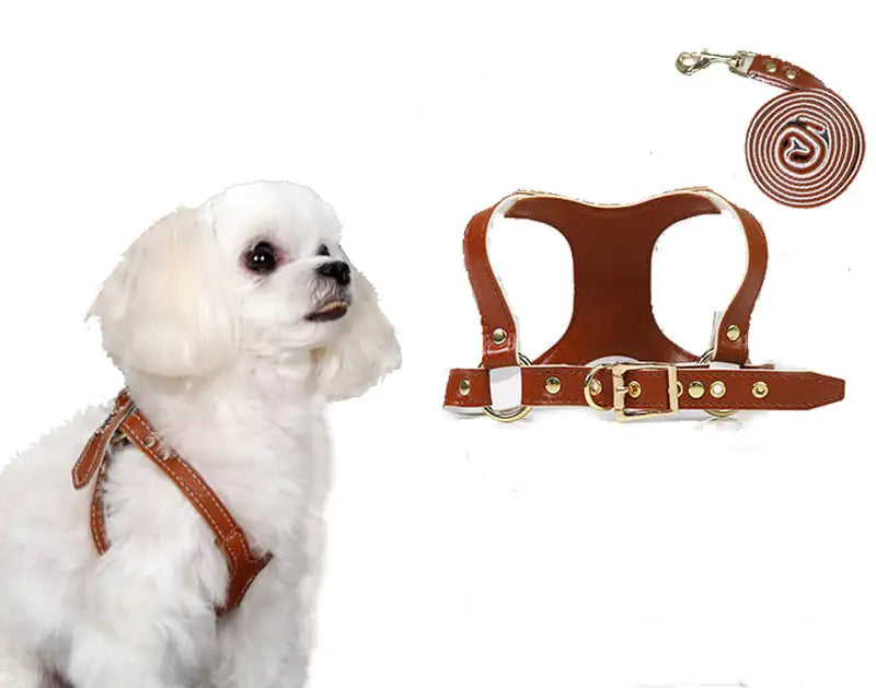 PawControl Small & Medium Dog Leash