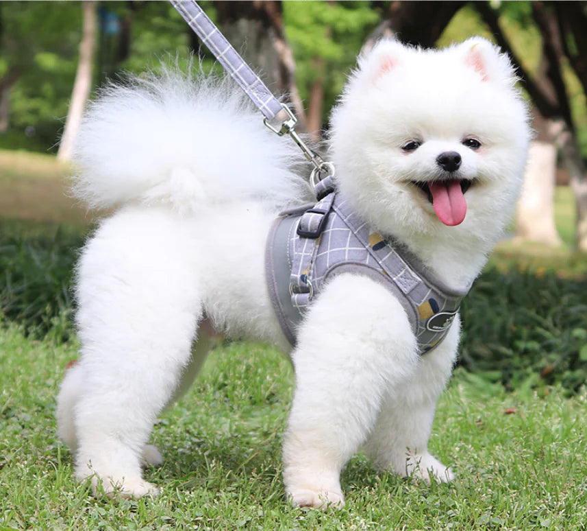 Petite Pet Harness Leash