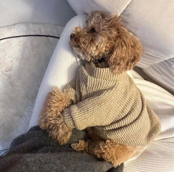 Petite Pooch Pullover