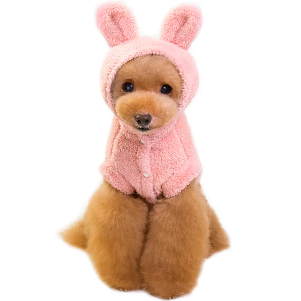 Dog Apparel and Accessories