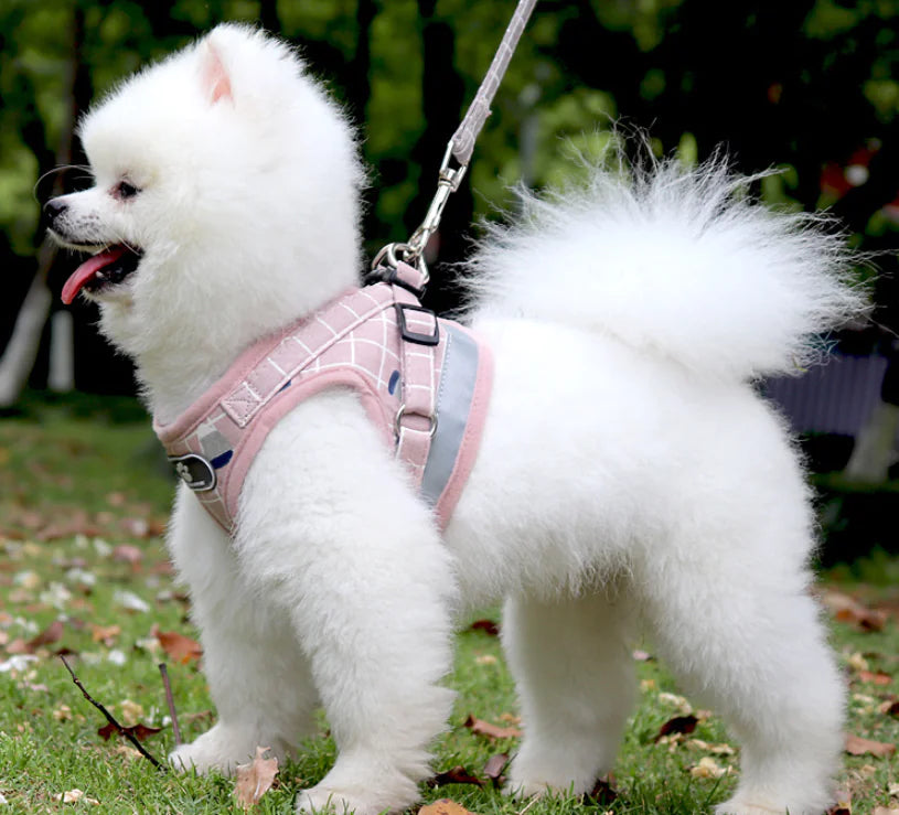Petite Pet Harness Leash
