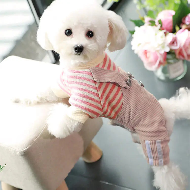 Chic Small Dog Spring/Autumn Collection